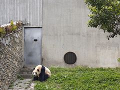 -卧龙中华大熊猫苑神树坪基地