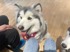 -Husky Go! 哈士奇体验馆·宠物咖啡厅狗咖