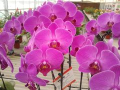 -西部兰花园生态园