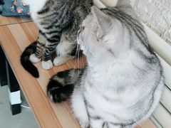 -平行世界·猫咖(首经贸店)