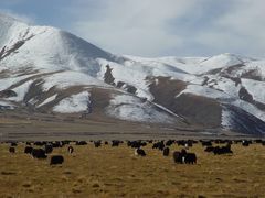 -金鼎雪山牦牛杂火锅(理县总店)