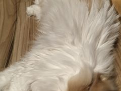 -美联众合动物医院·24h转诊中心