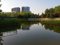 -大望京公园