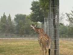 -石家庄市动物园