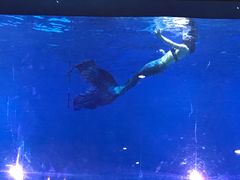 -烟台海昌鲸鲨海洋公园