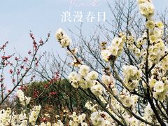 -无锡梅园公园