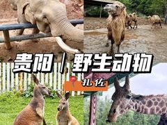 -贵州森林野生动物园