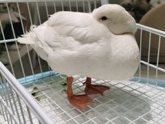 -怪兽屋·羊驼·猫咖·狗咖(俊华广场店)