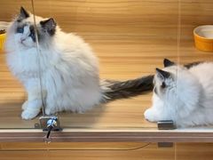 -猫十亿·布偶金渐层·曼基康矮脚猫舍(青年路店)