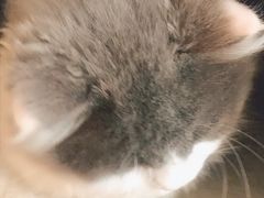 -猫腻·猫咖·撸猫馆(星光大道店)