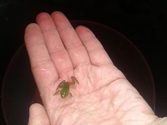 -同銮特种养殖场·龙虾垂钓