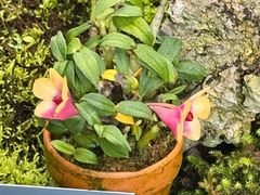 -国家植物园南园