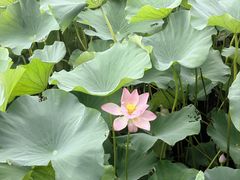 -荷塘月色湿地公园·向阳花洲
