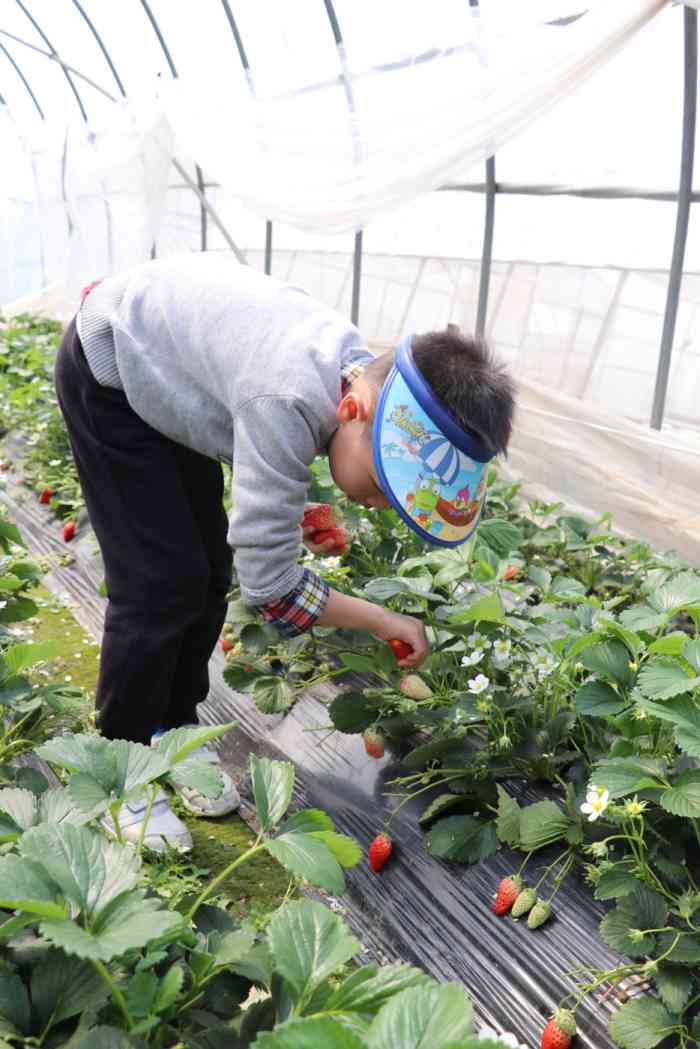 曹路草莓园图片