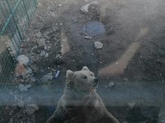 -新疆天山野生动物园