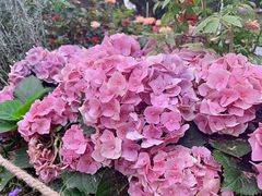 -人民公园(罗湖区)