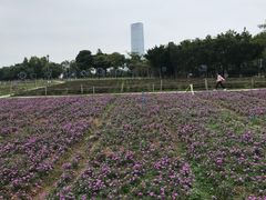-深圳湾公园(南山区)