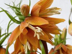 -花邻FloweringLife花艺气球派对(武康大楼店)