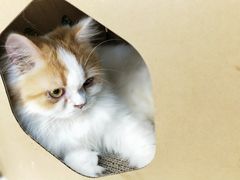 -猫和宫(六道口店)