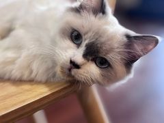 -楼上猫咖(罗湖店)
