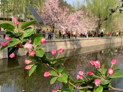 -海棠花溪(元大都城垣遗址公园)
