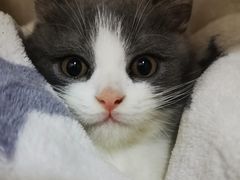 -lincat·猫舍(广州店)
