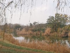 -白鹭湾湿地公园