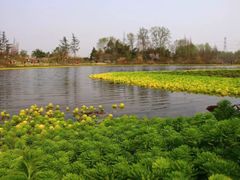 -桤木河湿地公园