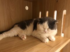 -猫域·湾主题猫咖·宠物吧(南坪城市广场店)