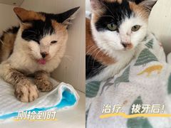 -哆趣宠物医院·眼科·内镜·急重症转诊中心(上海店)