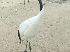 -盐城丹顶鹤湿地生态旅游区