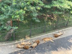 -大连森林动物园