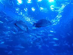 -海合安成都极地海洋公园