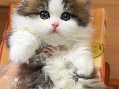 -欣宠猫屋·矮脚拿破仑·蓝金金渐层