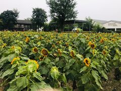 -田园东方蜜桃村的田野营地