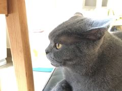 -猫咖时代(中山亭店)