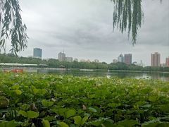 -莲花池公园