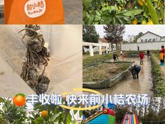 -前小桔亲子创意农场·草莓采摘·露营烧烤