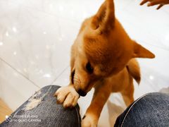 -柴源莊·柴小宠柴犬咖啡