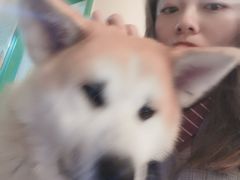 -喜柴咖啡·柴犬狗咖