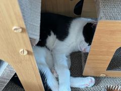 -中农国际动物医院24小时·猫科·骨科·急重症中心