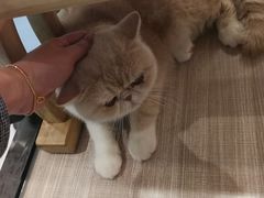 -飞行喵MR PILOT|猫舍·猫咖(静安大融城店)