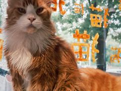 -平行世界·猫咖(首经贸店)