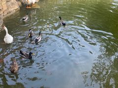 -东湖落雁景区