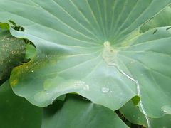 -合肥滨湖国家森林公园