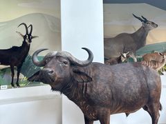 -陕西自然博物馆