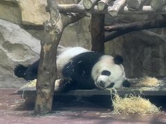 -成都动物园