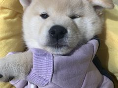 -逗柴咖啡屋·狗咖猫咖宠物桌游