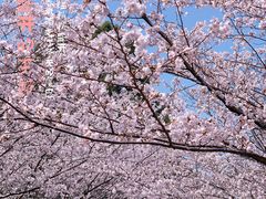 -高东镇樱花园