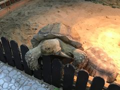 -上海大自然野生昆虫馆(东方明珠·爬宠昆虫探索中心)